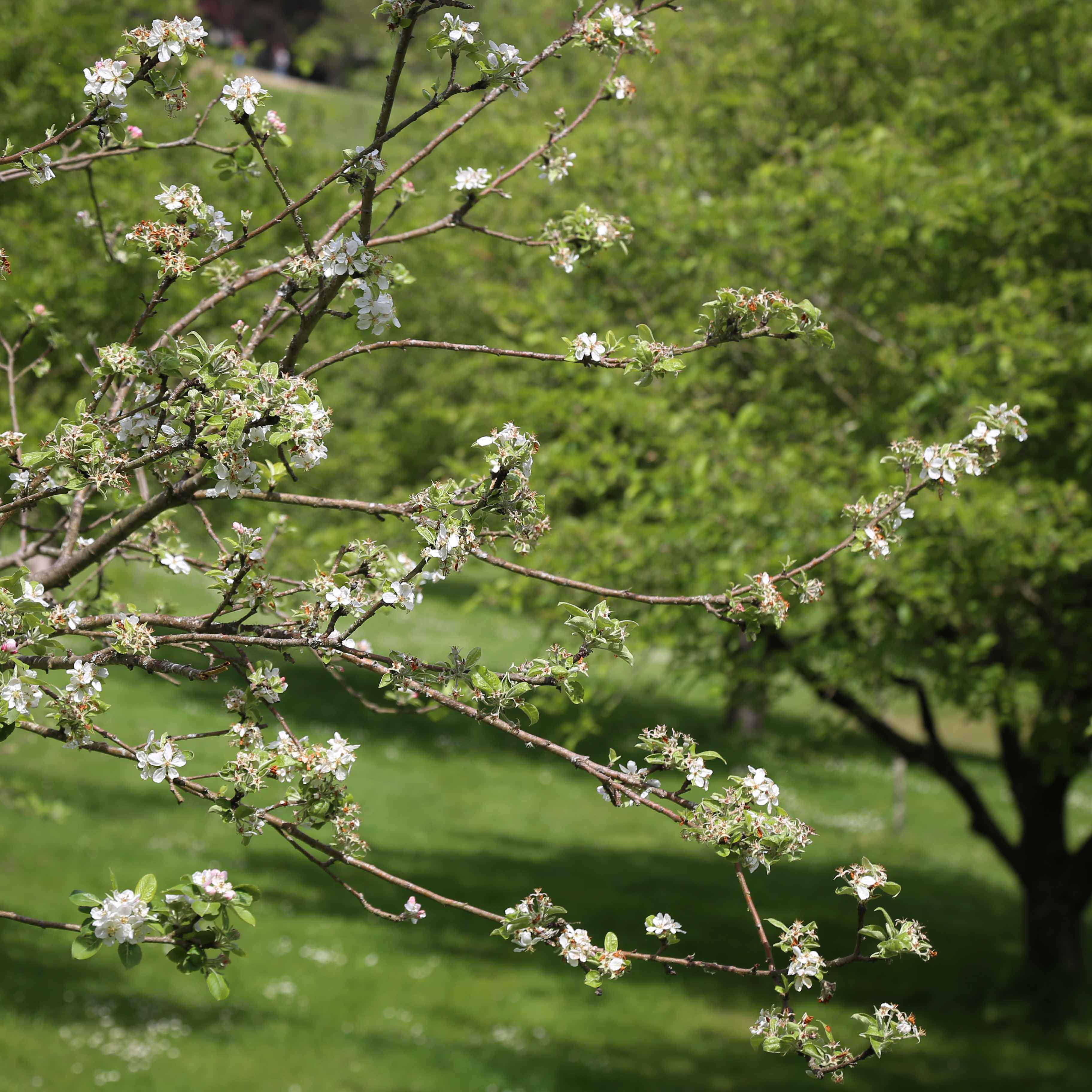 natualeza del parque